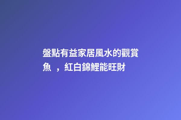 盤點有益家居風水的觀賞魚，紅白錦鯉能旺財